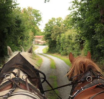 Balade en caleche dans le haut bocage Vendéen