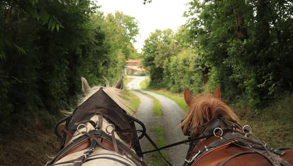 Balade en calèche dans le haut bocage vendéen