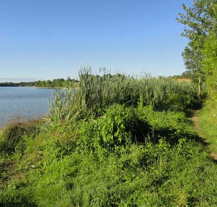 Sentier bord du lac de Rochereau Tallud Sainte Gemme